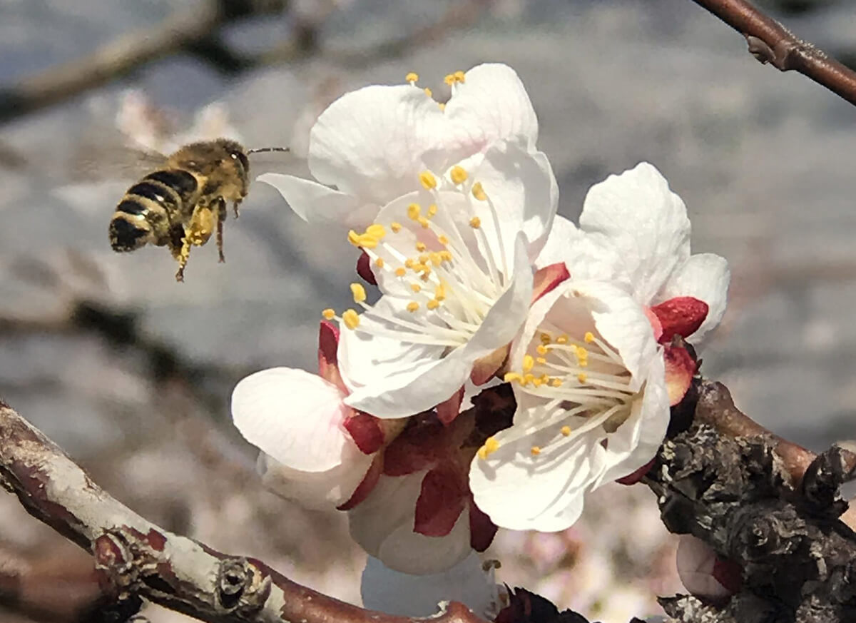 Gardening, landscaping and outdoor maintenance in Nendaz and the mountains